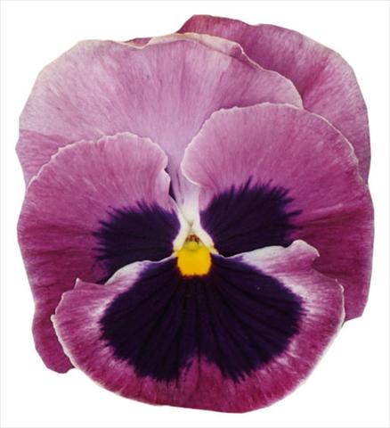 photo of flower to be used as: Pot and bedding Viola wittrockiana Italia Pink W Blotch