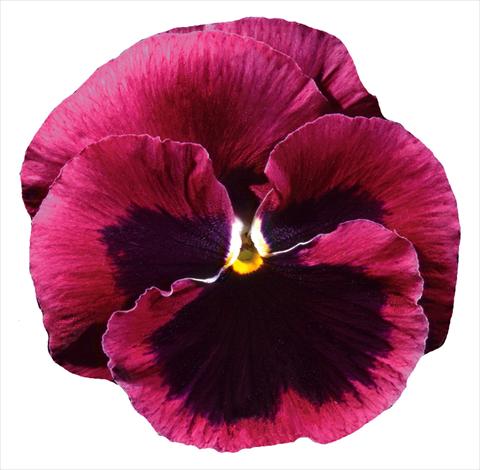 photo of flower to be used as: Pot and bedding Viola wittrockiana Italia Rose W Blotch