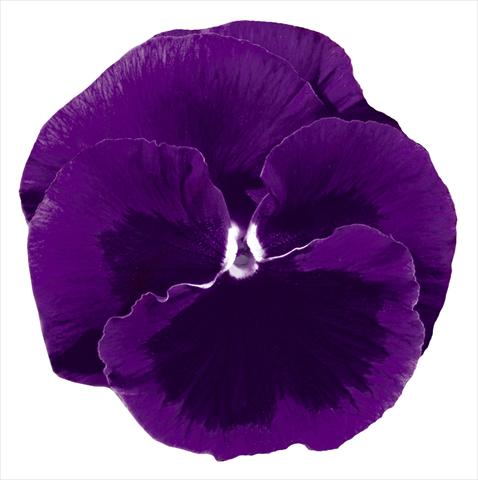 photo of flower to be used as: Pot and bedding Viola wittrockiana Italia Violet W Blotch