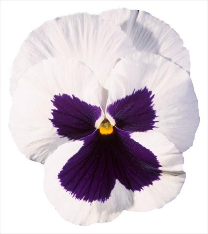 photo of flower to be used as: Pot and bedding Viola wittrockiana Italia White W Blotch