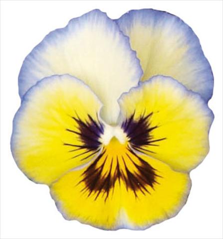 photo of flower to be used as: Pot and bedding Viola wittrockiana Pandora Aurora