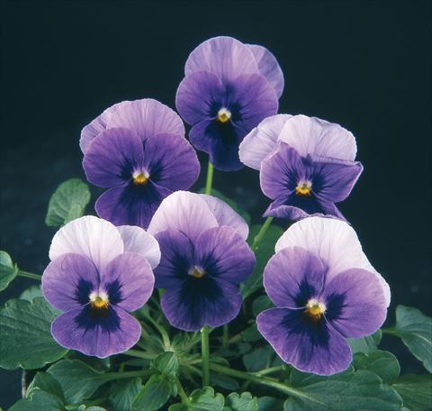 photo of flower to be used as: Pot and bedding Viola wittrockiana Pandora Beacon Blue