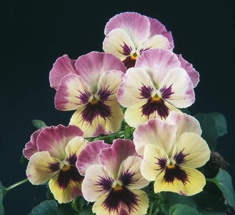 photo of flower to be used as: Pot and bedding Viola wittrockiana Pandora England Lilac Cream