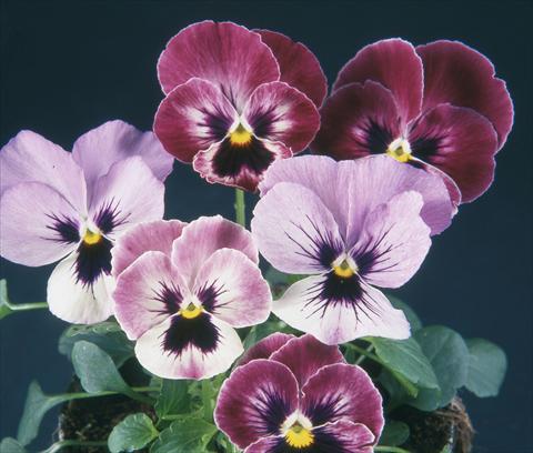 photo of flower to be used as: Pot and bedding Viola wittrockiana Pandora England Wine