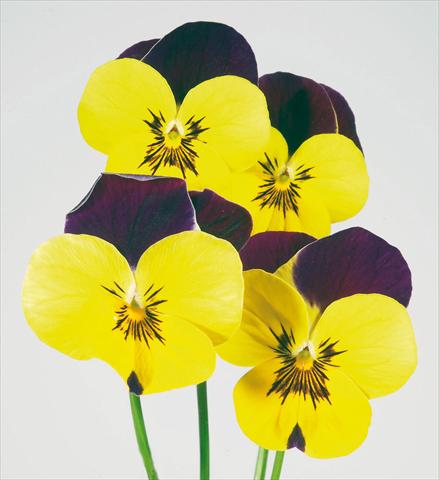 photo of flower to be used as: Pot and bedding Viola wittrockiana Pandora Golden W Purple Top