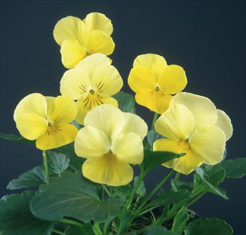photo of flower to be used as: Pot and bedding Viola wittrockiana Pandora Lemon 2 Blue