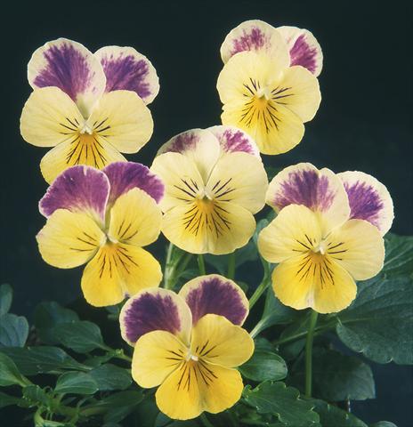 photo of flower to be used as: Pot and bedding Viola wittrockiana Pandora Lemon W Blue Top