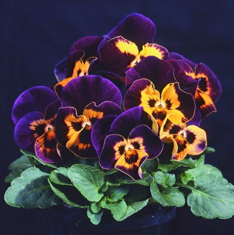 photo of flower to be used as: Pot and bedding Viola wittrockiana Pandora Orange Harlequin