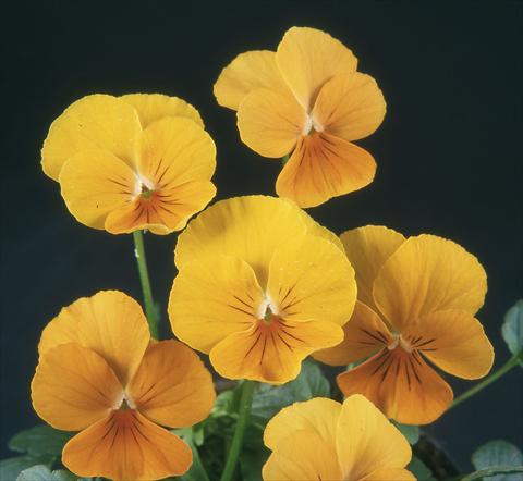 photo of flower to be used as: Pot and bedding Viola wittrockiana Pandora Pure Apricot Felix