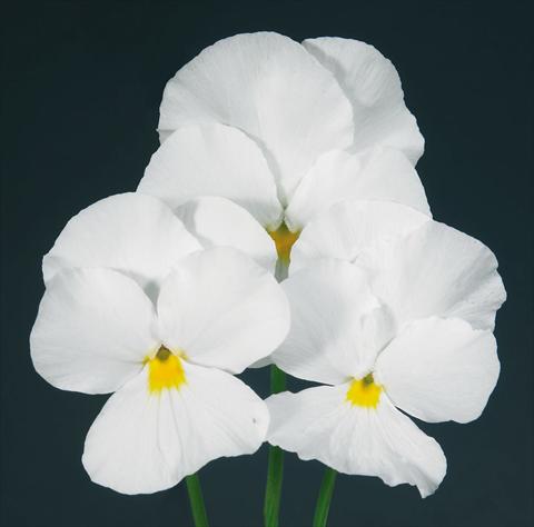 photo of flower to be used as: Pot and bedding Viola wittrockiana Pandora Pure White
