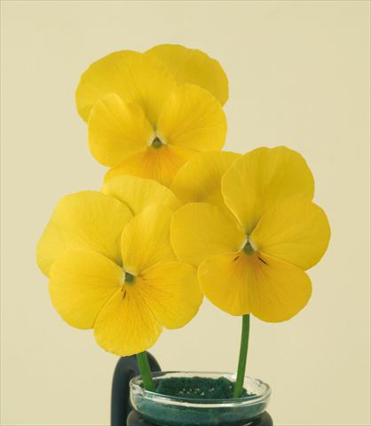 photo of flower to be used as: Pot and bedding Viola wittrockiana Pandora Pure Yellow