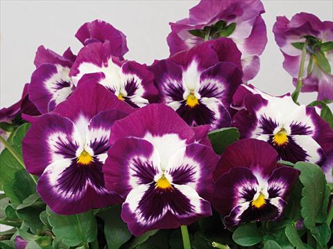 photo of flower to be used as: Pot and bedding Viola wittrockiana Pandora Purple Tricolor