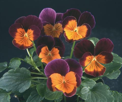 photo of flower to be used as: Pot and bedding Viola wittrockiana Pandora Purple W Orange Face