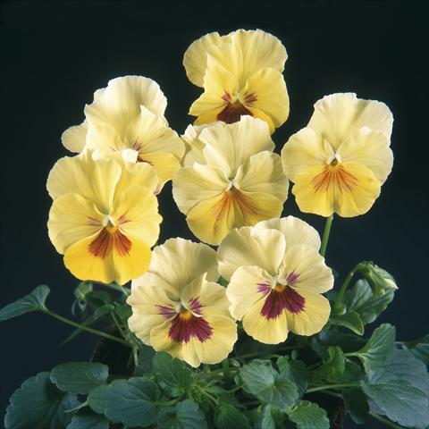 photo of flower to be used as: Pot and bedding Viola wittrockiana Pandora Rainbow Colours