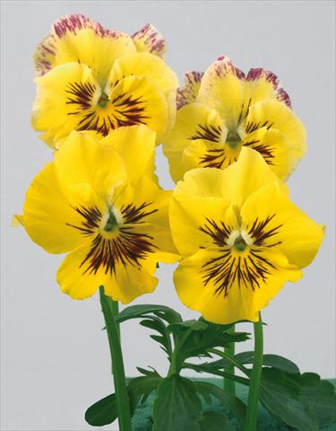 photo of flower to be used as: Pot and bedding Viola wittrockiana Pandora Rainbow Sole