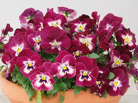 photo of flower to be used as: Pot and bedding Viola wittrockiana Pandora Rose Tricolor