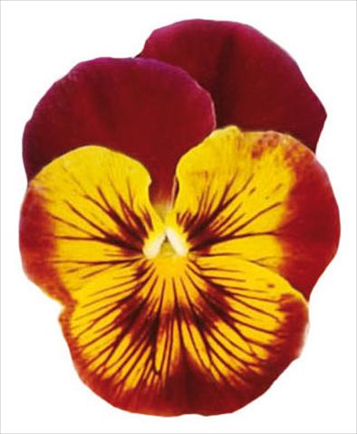photo of flower to be used as: Pot and bedding Viola wittrockiana Pandora Tiger Face