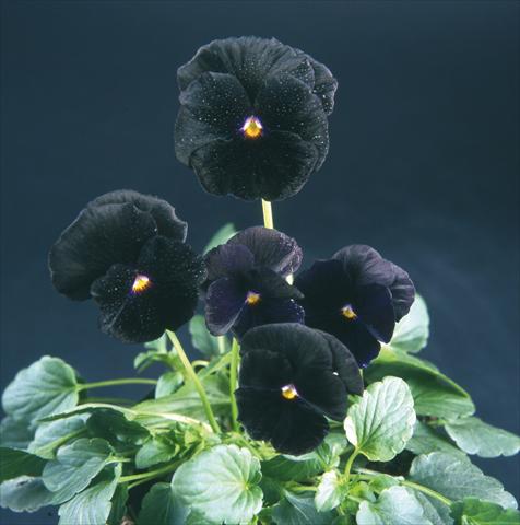 photo of flower to be used as: Pot and bedding Viola wittrockiana Pandora Violet Black