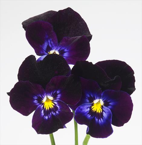 photo of flower to be used as: Pot and bedding Viola wittrockiana Pandora Violet Moon