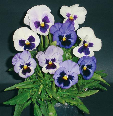 photo of flower to be used as: Pot and bedding Viola wittrockiana Pandora White 2 Blue W Blotch