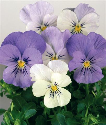 photo of flower to be used as: Pot and bedding Viola wittrockiana Pandora White 2 Blue
