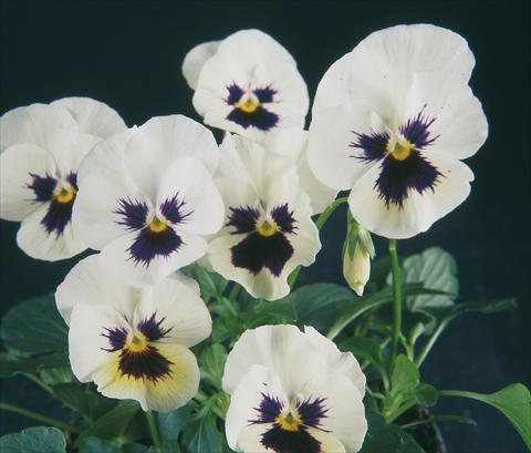photo of flower to be used as: Pot and bedding Viola wittrockiana Pandora White W Blotch