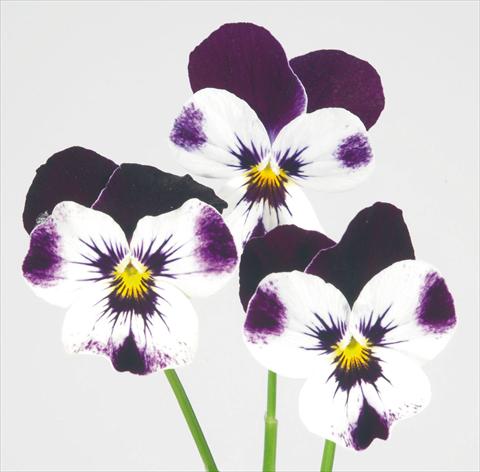 photo of flower to be used as: Pot and bedding Viola wittrockiana Pandora White W Purple Top
