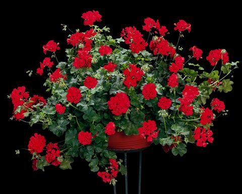 photo of flower to be used as: Bedding, patio, basket Pelargonium peltatum pac® Scarletit