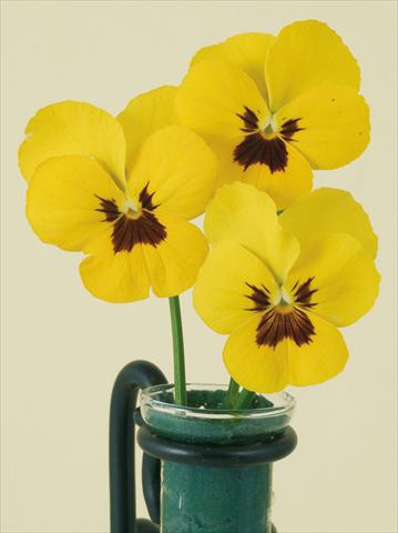 photo of flower to be used as: Pot and bedding Viola wittrockiana Pandora Yellow W Blotch