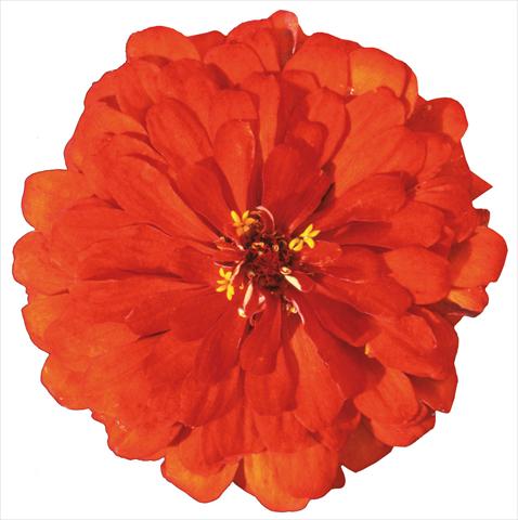 photo of flower to be used as: Bedding / border plant Zinnia elegans Master Bronze