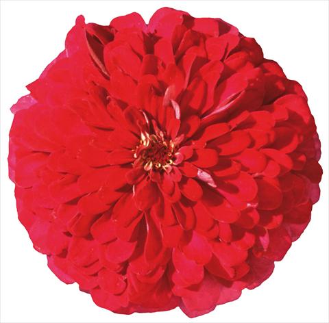 photo of flower to be used as: Bedding / border plant Zinnia elegans Master Cherry Rose