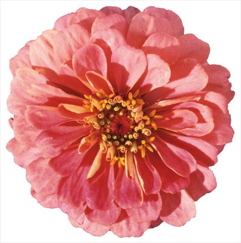 photo of flower to be used as: Bedding / border plant Zinnia elegans Master Pink