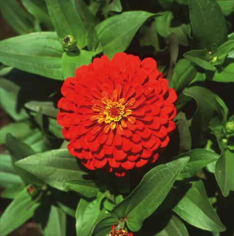photo of flower to be used as: Bedding / border plant Zinnia elegans Master Scarlet