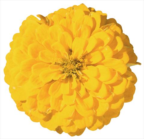 photo of flower to be used as: Bedding / border plant Zinnia elegans Master Yellow