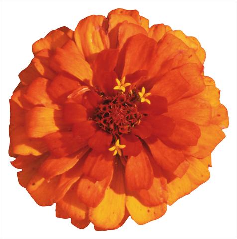 photo of flower to be used as: Bedding / border plant Zinnia elegans Topolino Bronze