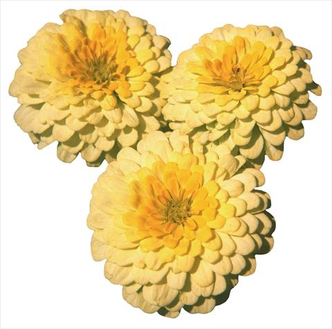 photo of flower to be used as: Bedding / border plant Zinnia elegans Topolino Lemon 2 Yellow