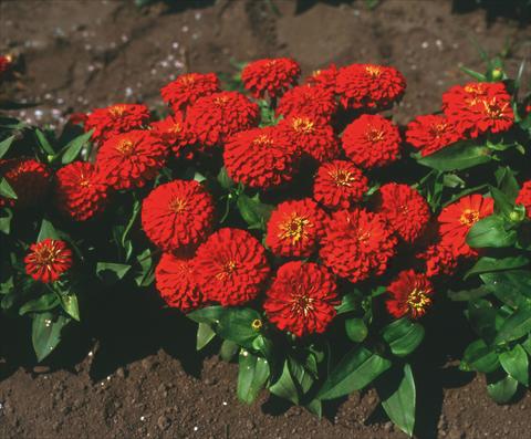 photo of flower to be used as: Bedding / border plant Zinnia elegans Topolino Scarlet