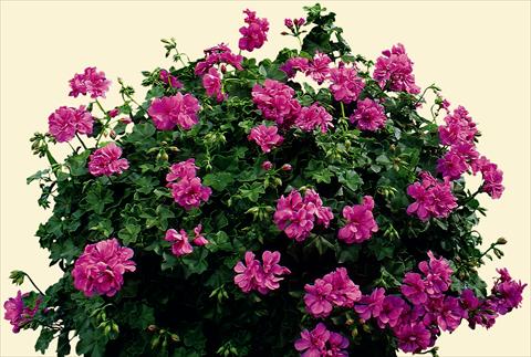 photo of flower to be used as: Bedding, patio, basket Pelargonium peltatum pac® Amelit