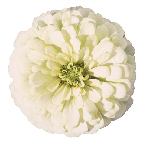 photo of flower to be used as: Bedding / border plant Zinnia elegans Topolino White