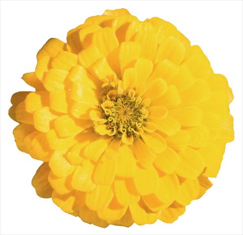 photo of flower to be used as: Bedding / border plant Zinnia elegans Topolino Yellow