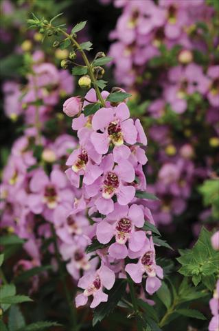 photo of flower to be used as: Pot, bedding, patio, basket Angelonia Archangel Pink