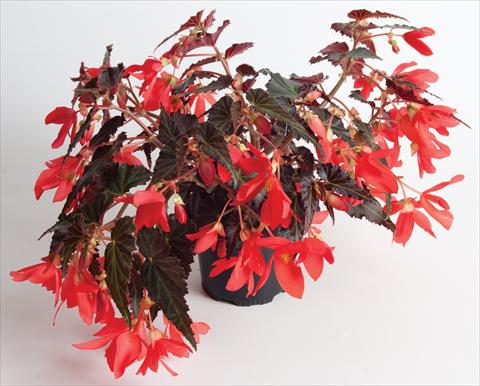 photo of flower to be used as: Bedding pot or basket Begonia hybrida Million Kisses™ Amour