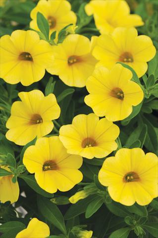 photo of flower to be used as: Pot, bedding, patio, basket Calibrachoa Cabaret™ Yellow
