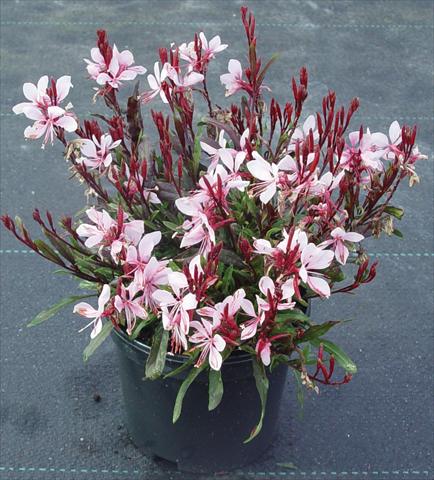 photo of flower to be used as: Bedding / border plant Gaura lindheimeri Gaudi™ Pink