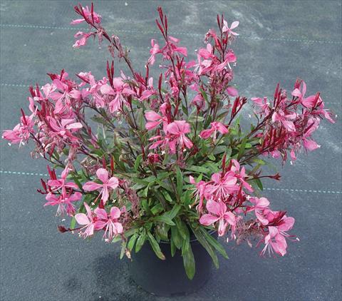 photo of flower to be used as: Bedding / border plant Gaura lindheimeri Gaudi™ Rose
