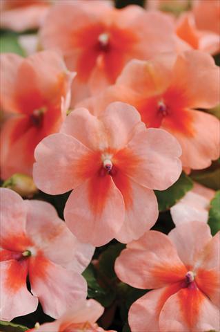 photo of flower to be used as: Pot and bedding Impatiens walleriana DeZire™ F1 Peach Splash