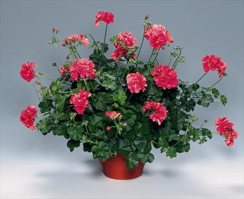 photo of flower to be used as: Bedding, patio, basket Pelargonium peltatum pac® Apricot