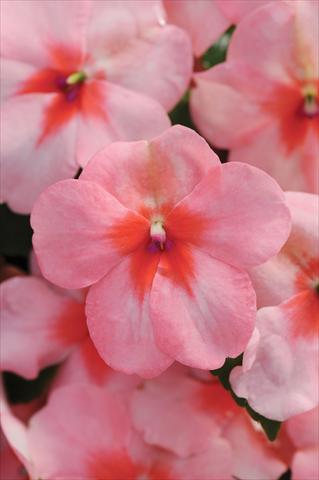 photo of flower to be used as: Pot and bedding Impatiens walleriana DeZire™ F1 Pink Splash