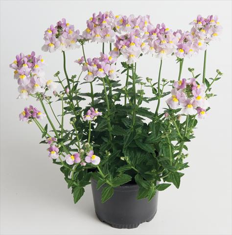 photo of flower to be used as: Basket / Pot Nemesia Nuvo™ Pink Bicolour