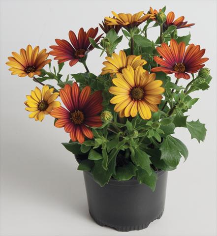 photo of flower to be used as: Pot and bedding Osteospermum ecklonis Astra™ Fire